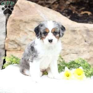 Pansy, Cavapoo Puppy